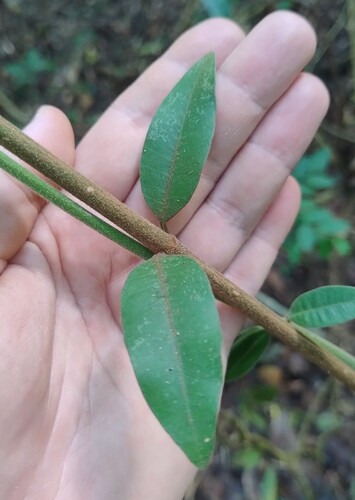 Melodinus acutiflorus observed 2026-04-04