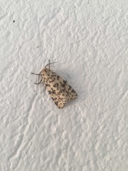 Alpenus maculosa