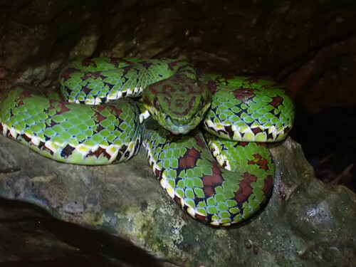 Philippine Pit Viper