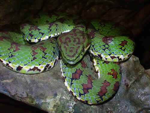 Philippine Pit Viper