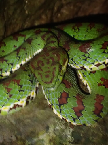 Philippine Pit Viper