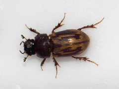 Chilothorax distinctus