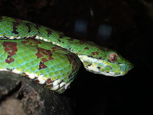 Philippine Pit Viper