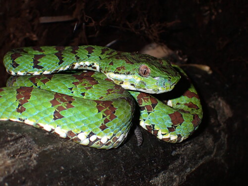 Philippine Pit Viper