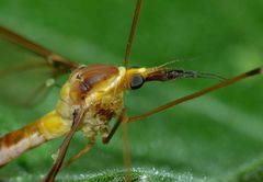 Leptotarsus albistigma