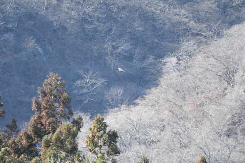 Mountain Hawk-Eagle