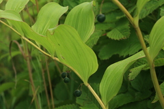 Polygonatum odoratum maximowiczii