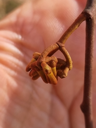 drooping mistletoe (Amyema pendula)