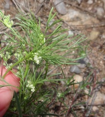 Spermolepis lateriflora