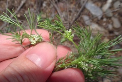 Spermolepis lateriflora