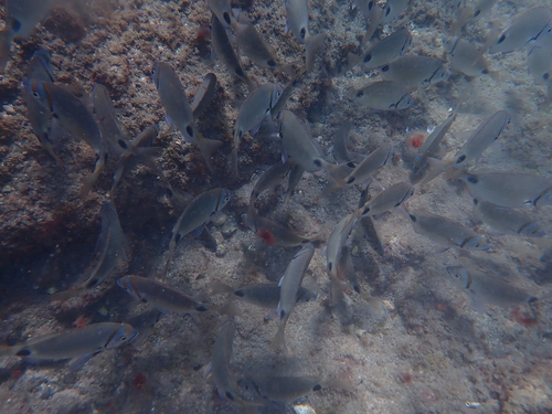 Diplodus prayensis