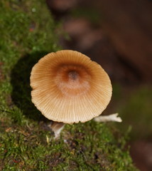 Entoloma aromaticum