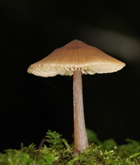 Entoloma aromaticum
