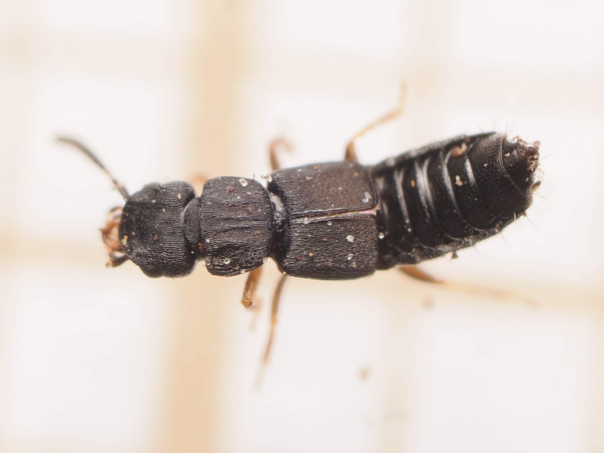Anotylus tetracarinatus
