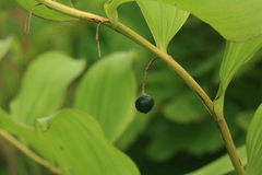 Polygonatum odoratum maximowiczii