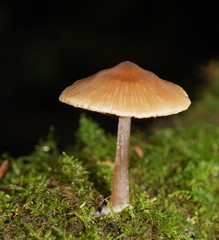 Entoloma aromaticum