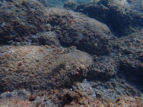 Sphoeroides marmoratus