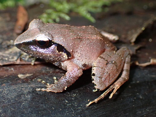 Rough-back Forest Frog, Platymantis corrugatus