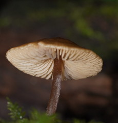 Entoloma aromaticum