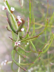 Leptomeria drupacea