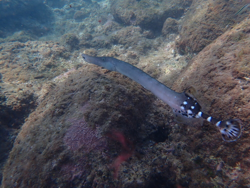 Aulostomus strigosus