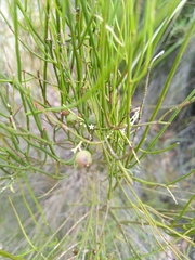 Leptomeria drupacea