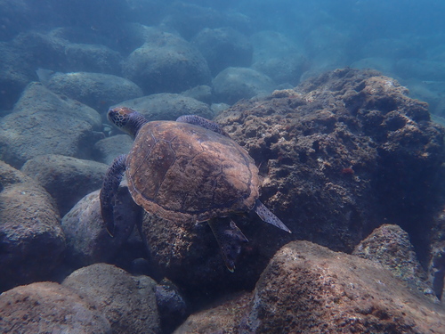 Chelonia mydas