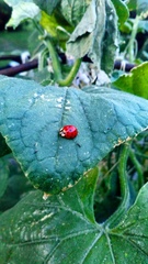 Harmonia axyridis