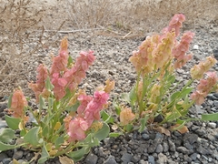 Rumex vesicarius