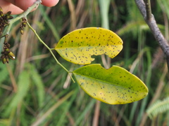 Dalbergia benthamii