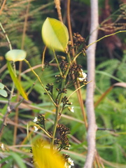 Dalbergia benthamii