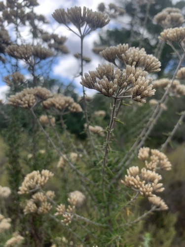 Woolly Blombush (Metalasia dregeana)