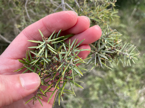 eastern prickly juniper (Juniperus deltoides)