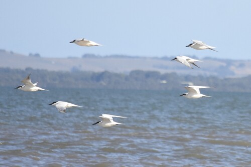Australian Tern (Gelochelidon macrotarsa), photo 4
