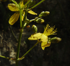 Hypericum lanuginosum