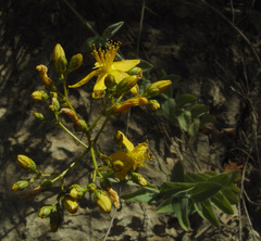 Hypericum lanuginosum