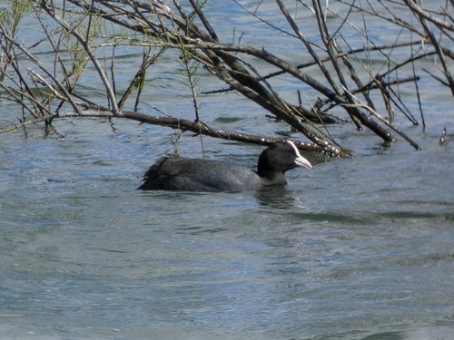 Avistamiento Fulica atra