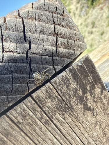 Xysticus cristatus