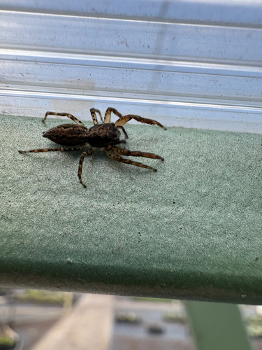 Fencepost jumping spider, Versterstraat, Gilze, North Brabant, NL, photo 3 of 10