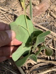 Cissampelos pareira