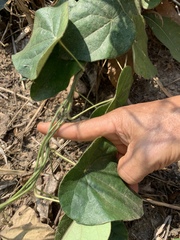 Cissampelos pareira