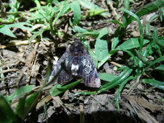 Catephia linteola