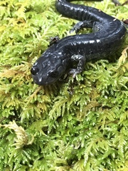 Aneides klamathensis