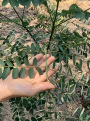 Adenanthera pavonina