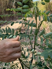 Adenanthera pavonina