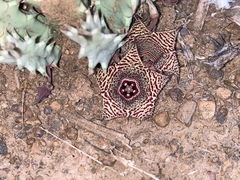 Huernia