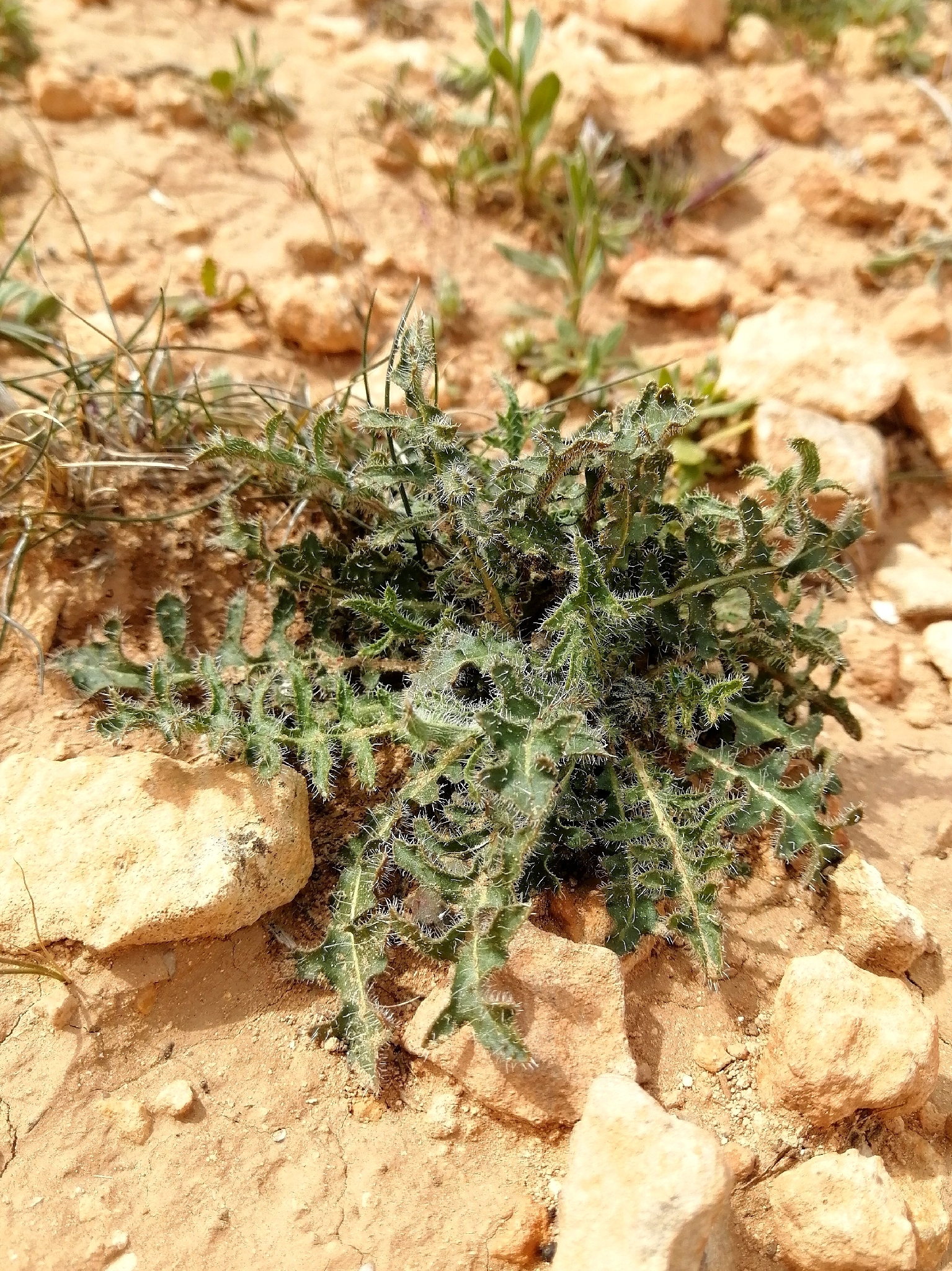 Achicoria amarga