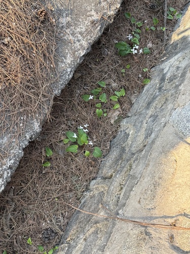 Viola hancockii, photograph 3