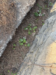 Viola hancockii, photograph (c) Jane Charlen, some rights reserved (CC BY)