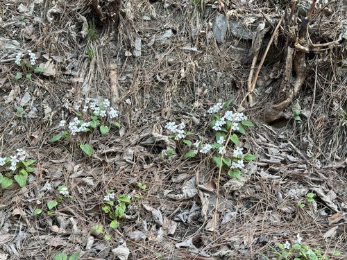 Viola hancockii, photograph 4